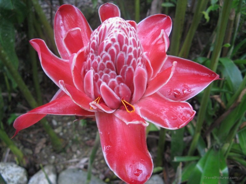 Piedras Blancas national park red flower